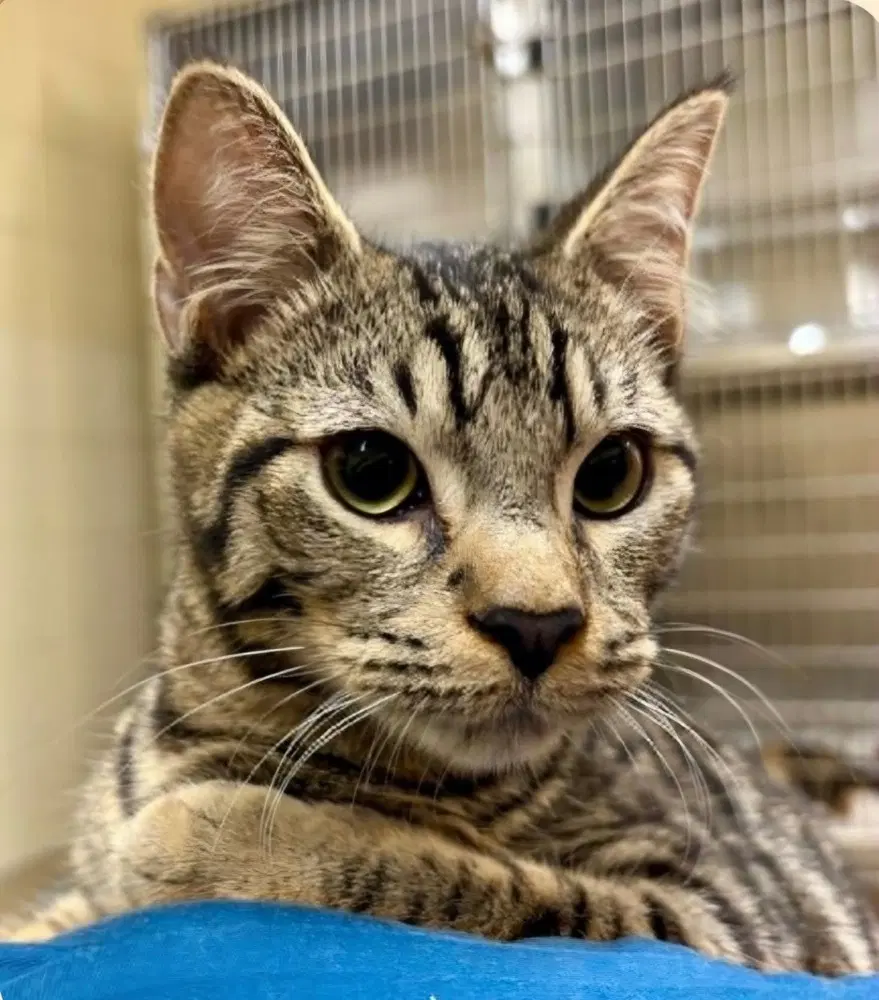 Ravi South Carolina Four - Domestic Short Hair