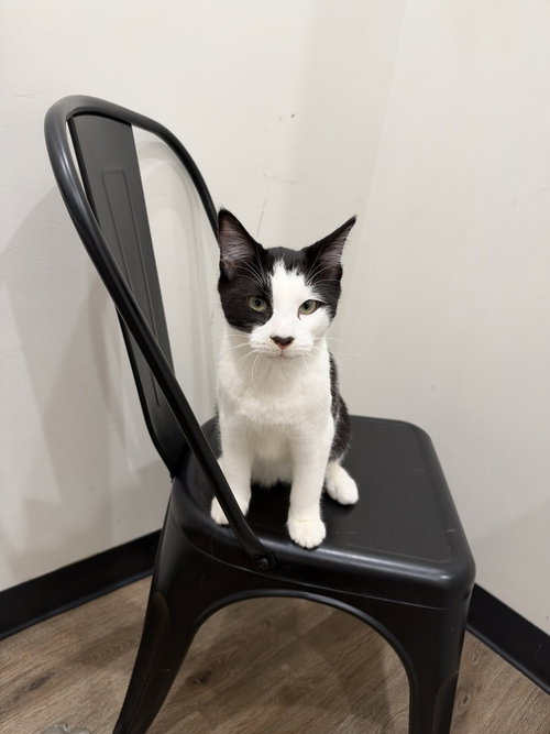 Ravi (South Carolina Four), Domestic Short Hair / Mixed