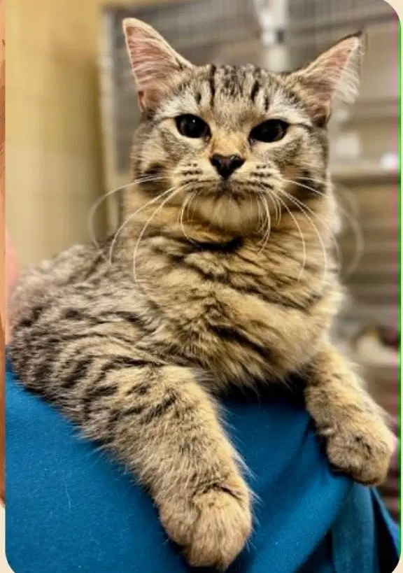 Dori South Carolina Four - Domestic Short Hair