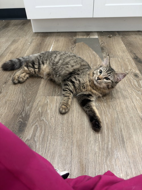 Dori (South Carolina Four), Domestic Short Hair / Mixed