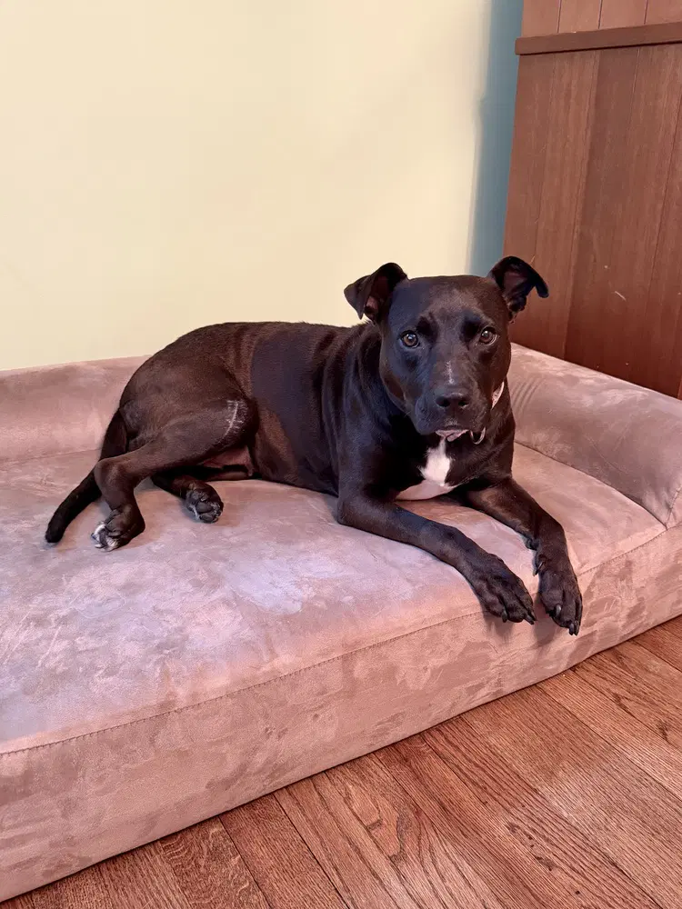 Gloria Girl - Staffordshire Bull Terrier