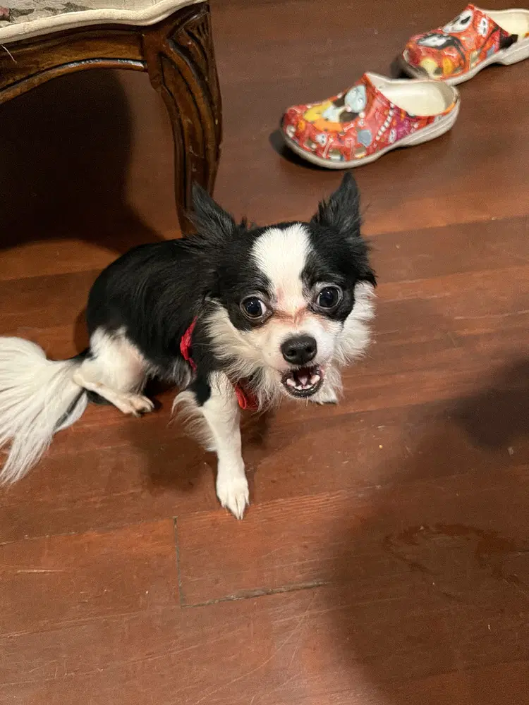 Oreo Cookie - Chihuahua