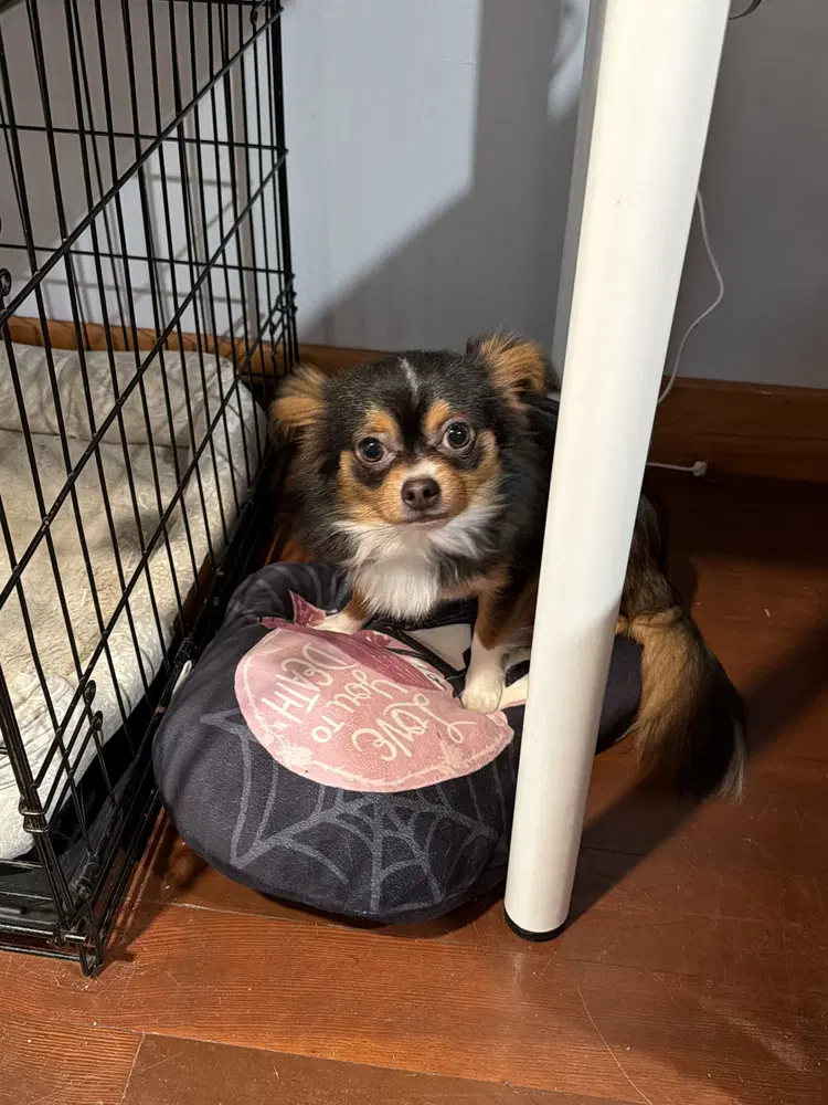 Bear Ny - Chihuahua