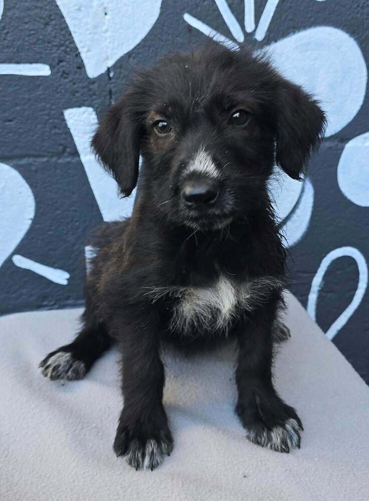 Baker (B Squad), Labrador Retriever