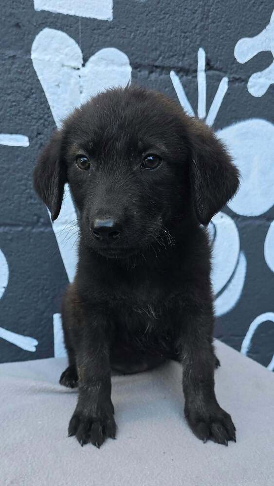 Boise (B Squad), Labrador Retriever