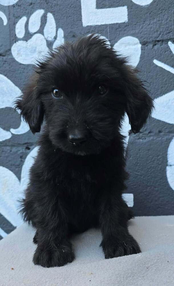Babylon (B Squad), Labrador Retriever
