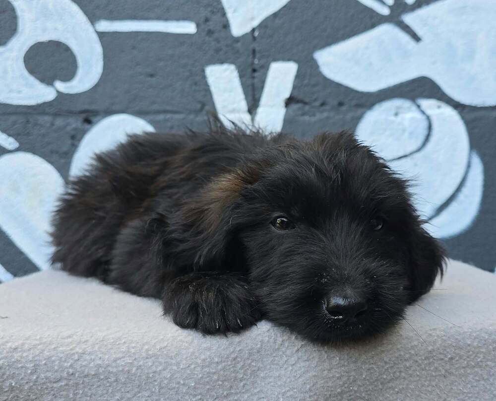 Babylon (B Squad), Labrador Retriever