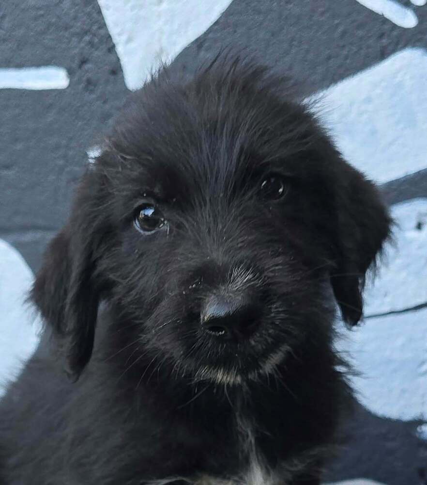 Brooke (B Squad), Labrador Retriever