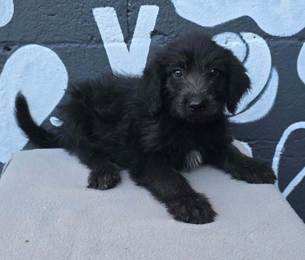 Berkeley (B Squad), Labrador Retriever
