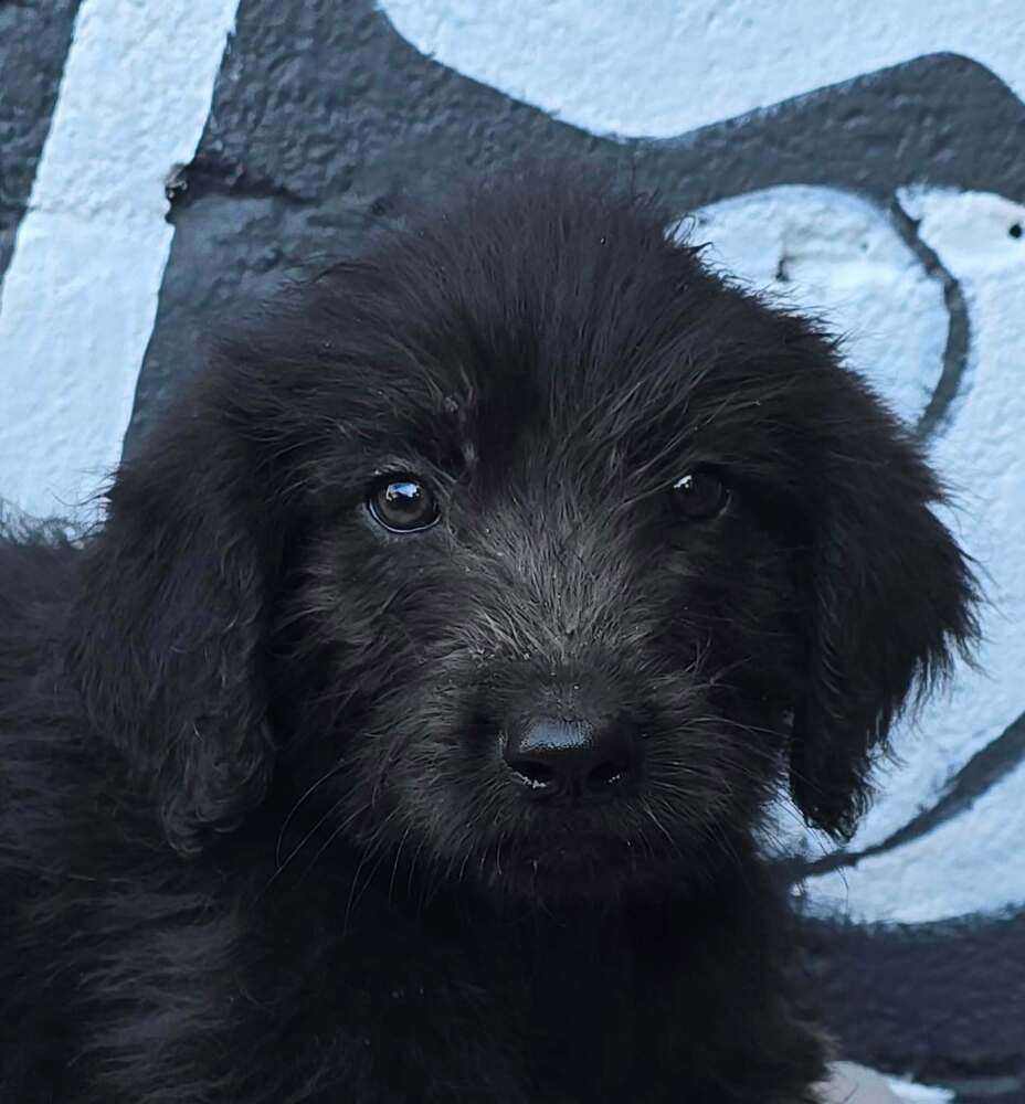 Berkeley (B Squad), Labrador Retriever