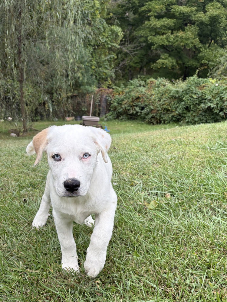 Nettle (N Puppies), Great Pyrenees