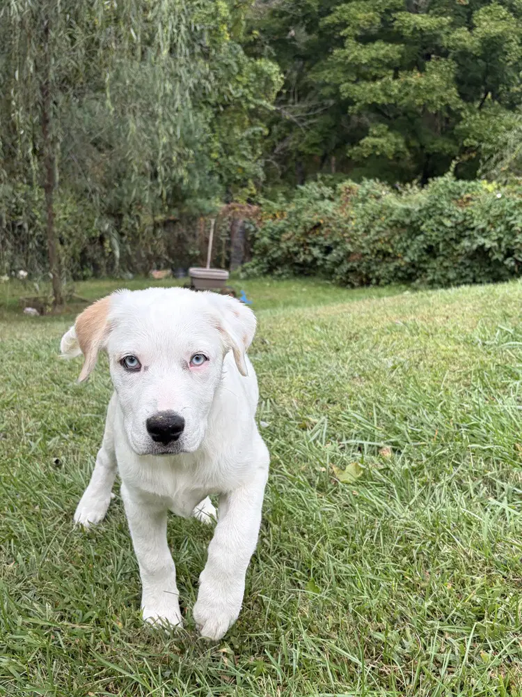 Nettle N Puppies - Great Pyrenees