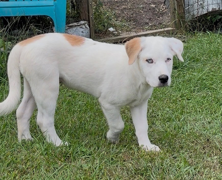 Nettle (N Puppies), photo 2