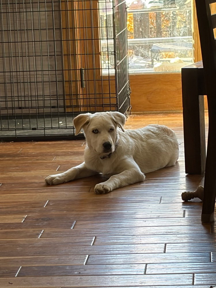 Nettle (N Puppies), photo 3