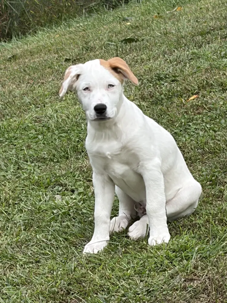 Naga N Puppies image 3