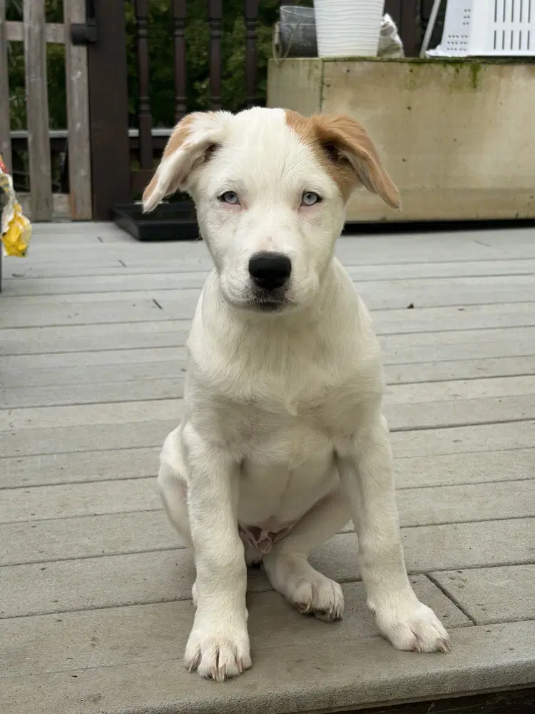 Naga N Puppies - Great Pyrenees mix