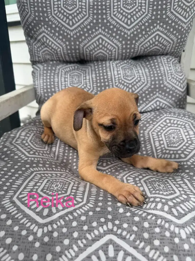 Reika Roxie's Litter - Pug