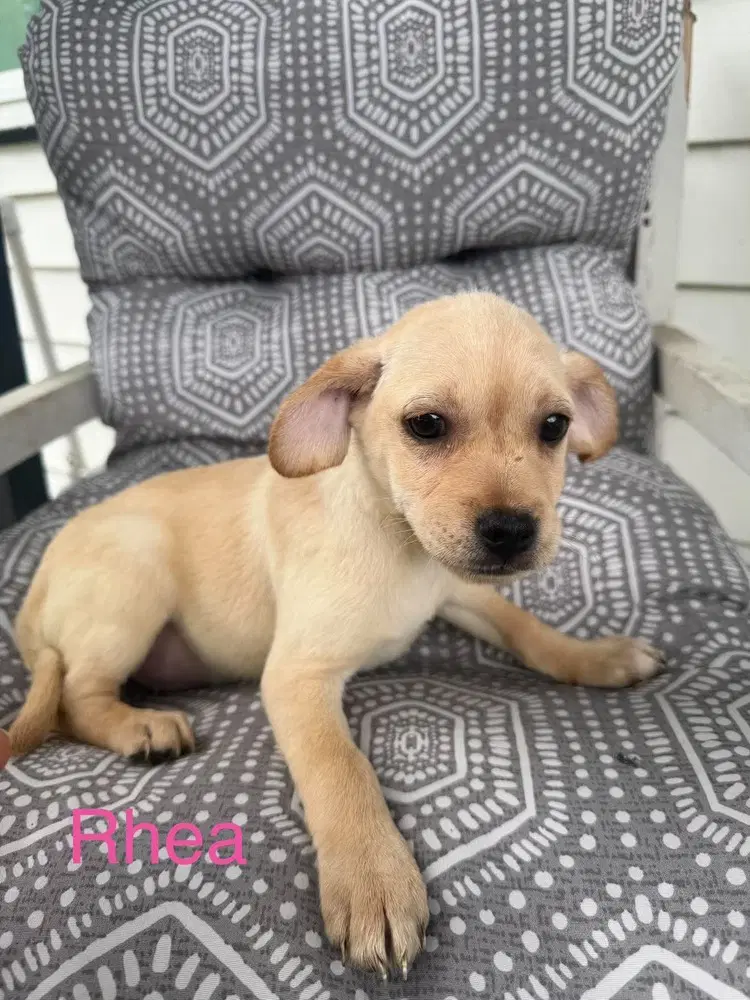 Rhea Roxie's Litter - Pug