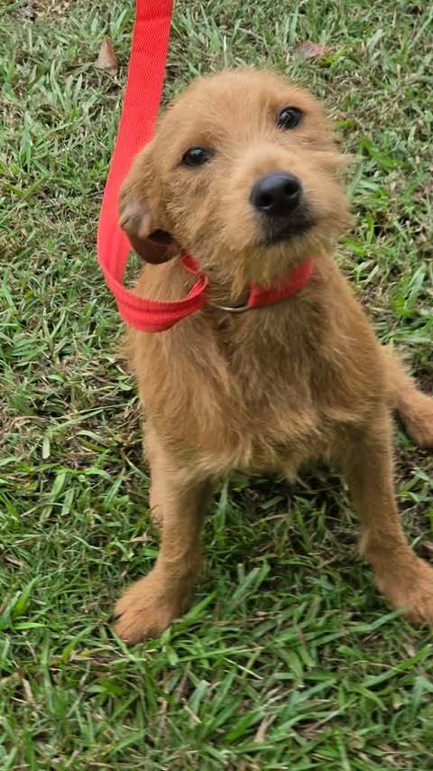 Photo 3 of Brownie
