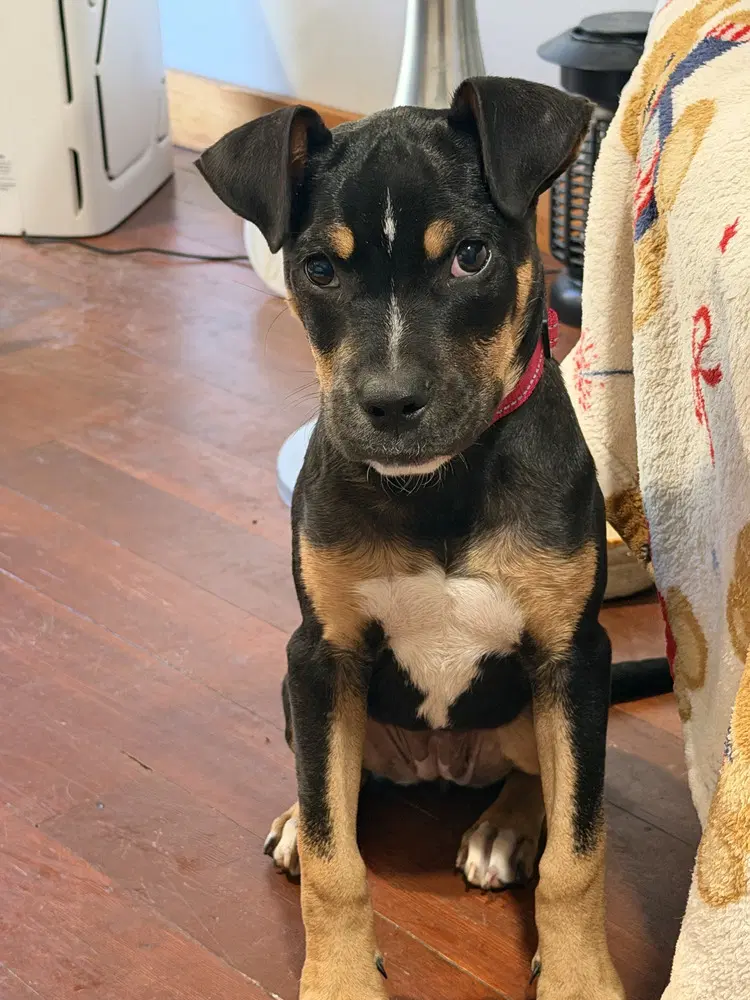 Jenny - Pit Bull Terrier