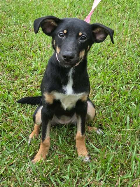 Pixie - German Shepherd Dog