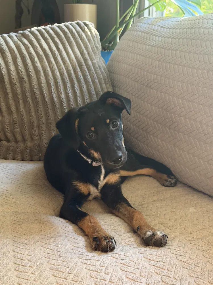 Pixie - German Shepherd Dog