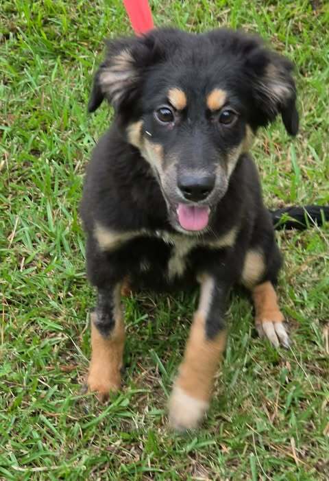 Trixie - German Shepherd Dog