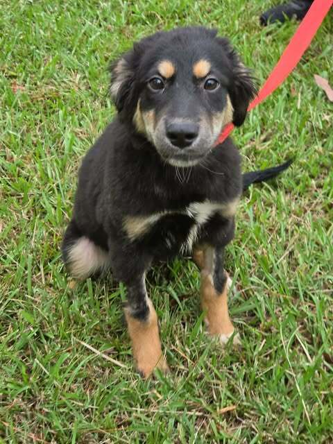 Trixie image 2