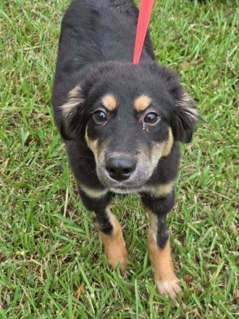 Trixie image 3