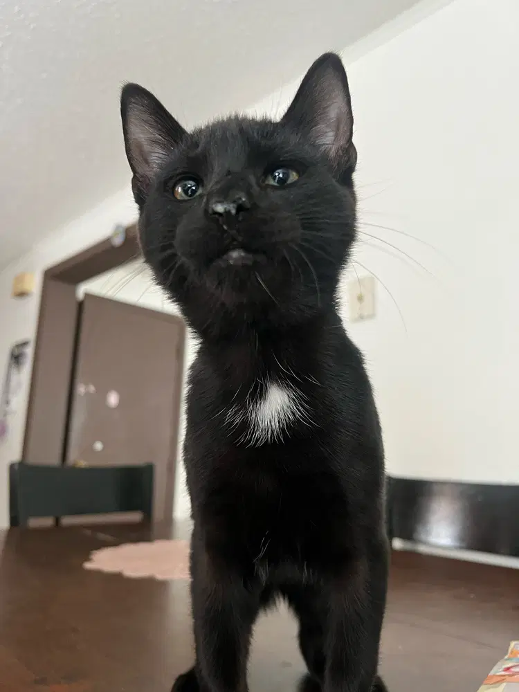 Blacky - Domestic Short Hair