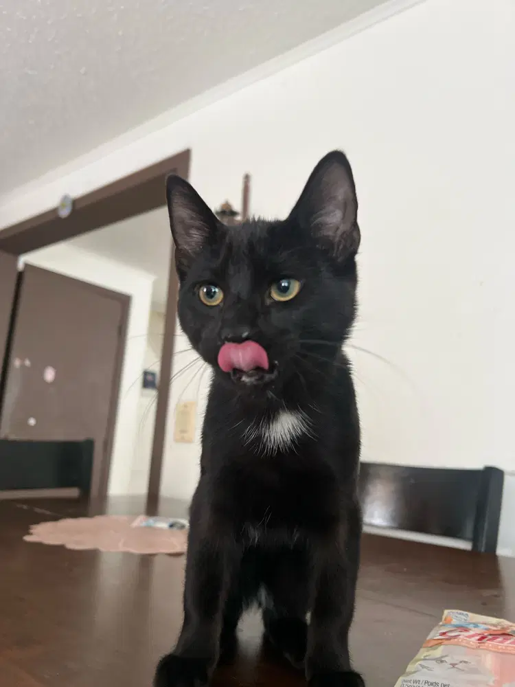 Blacky image 3