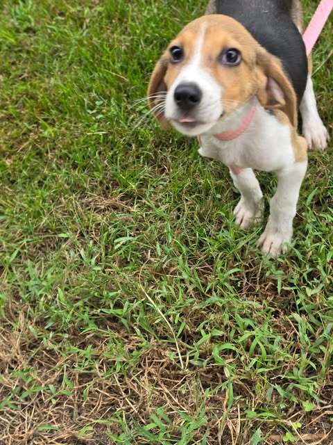 Pluto - Beagle