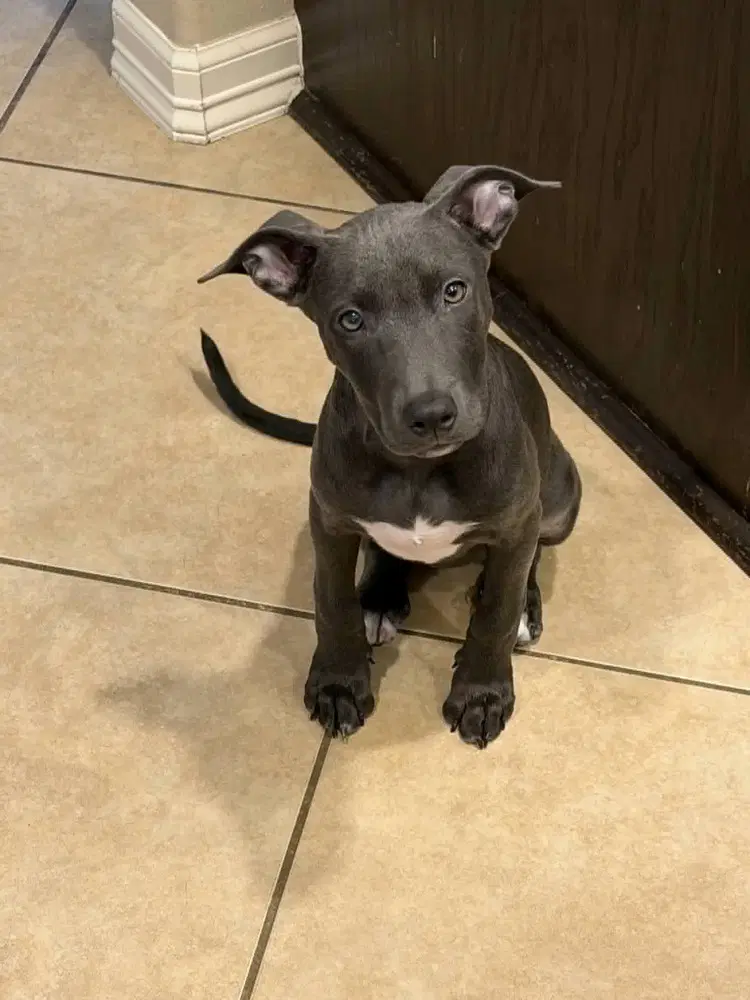 Mercedes - Pit Bull Terrier
