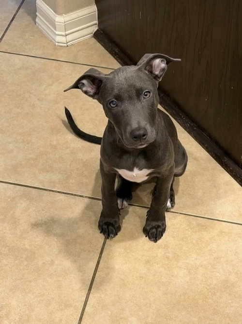 Mercedes, Pit Bull Terrier / Mixed