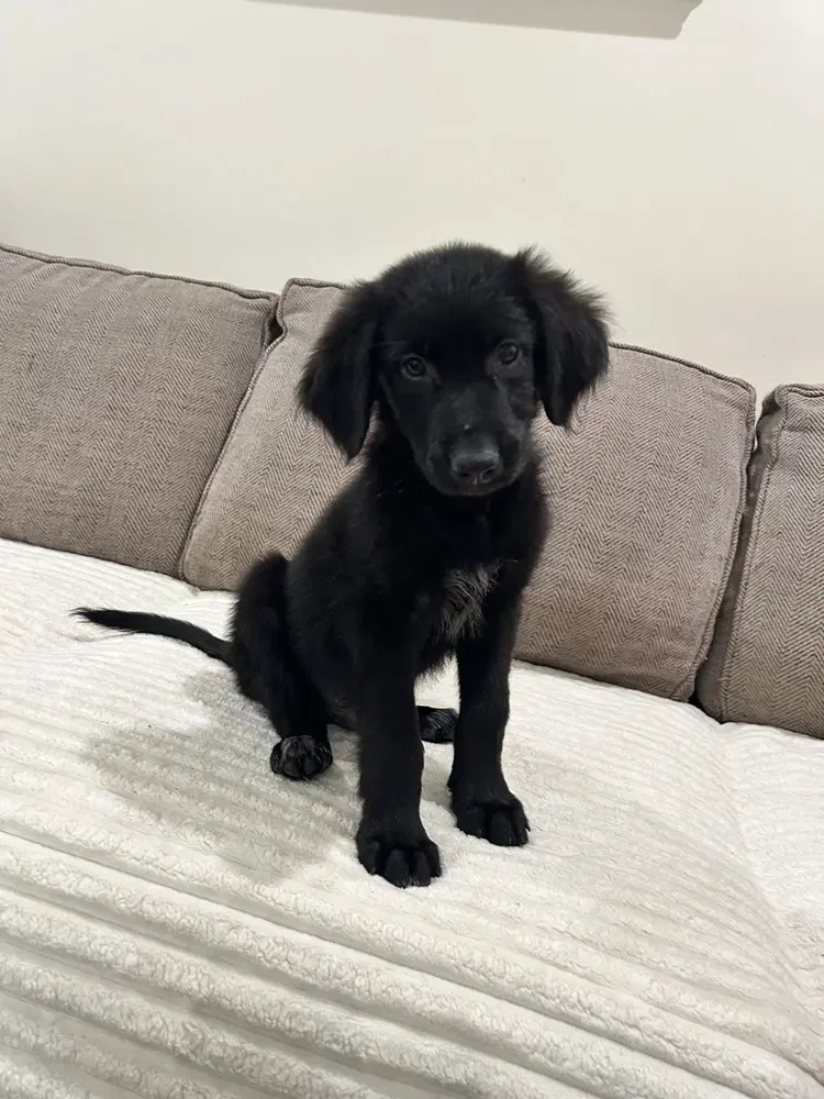 Boston B Squad - Labradoodle