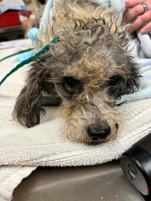 Prissy - Poodle (Miniature)