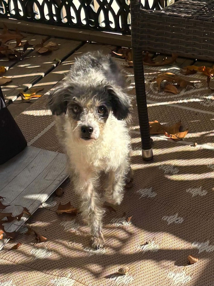 Prissy, photo 3