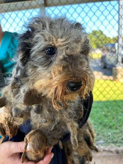 Steph - Poodle (Miniature)