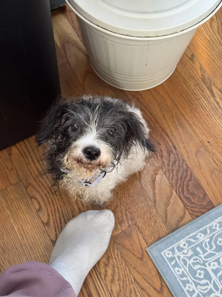 Zoey - Poodle (Miniature)