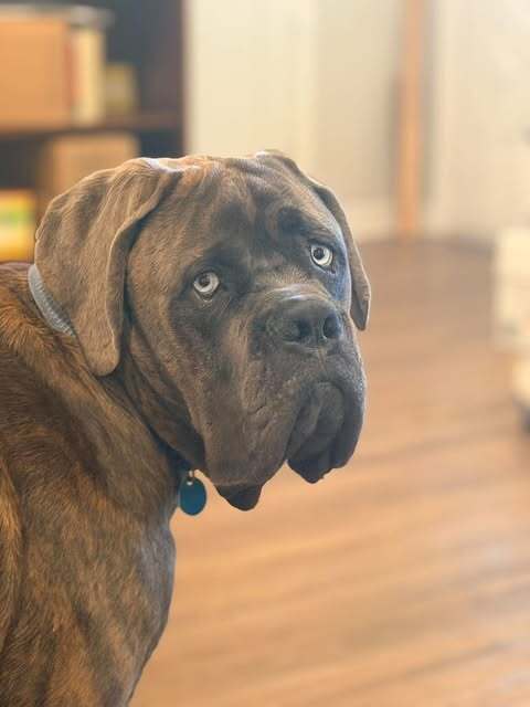 Hank (Mastiff)