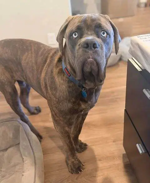 Hank Mastiff image 2