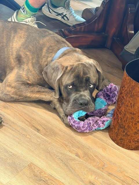 Hank Mastiff image 3