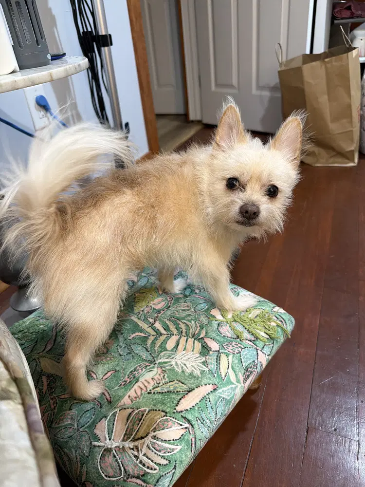 Odie Ny image 1