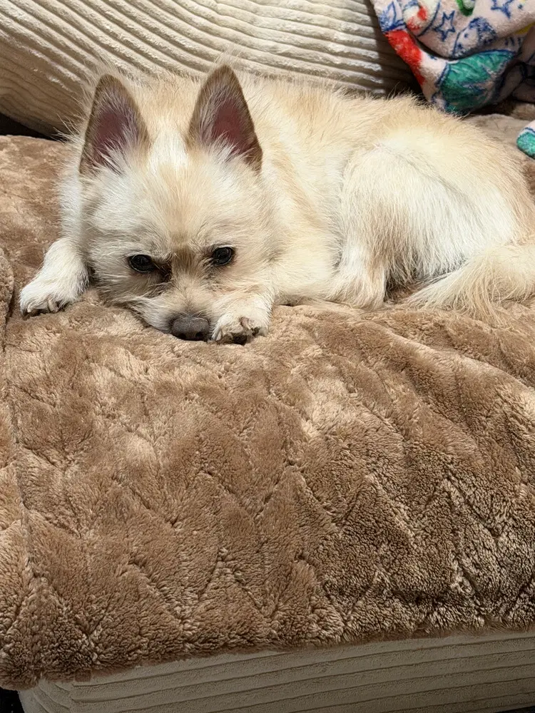 Odie Ny image 2