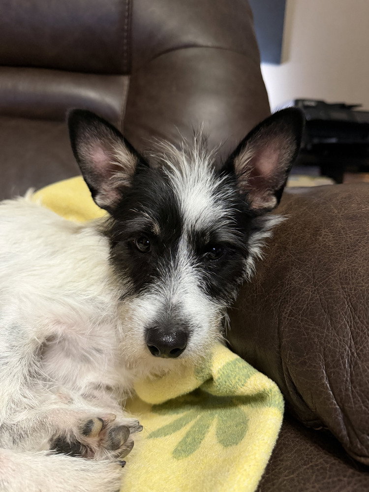 Jack the Joyful
