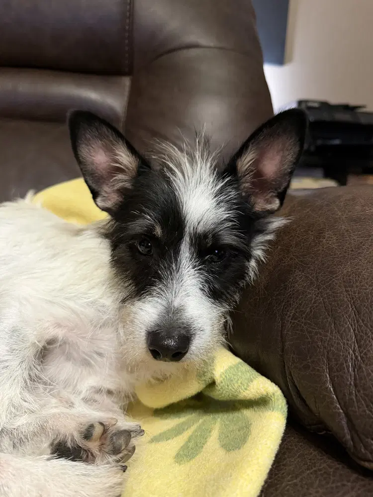 Jack The Joyful - Terrier