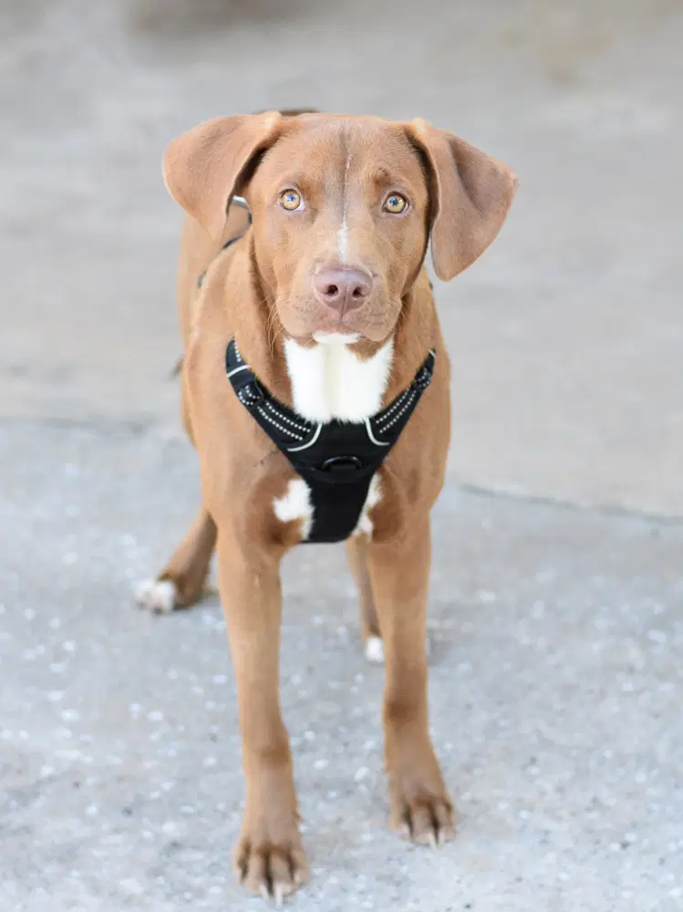 Jonesy - Labrador Retriever