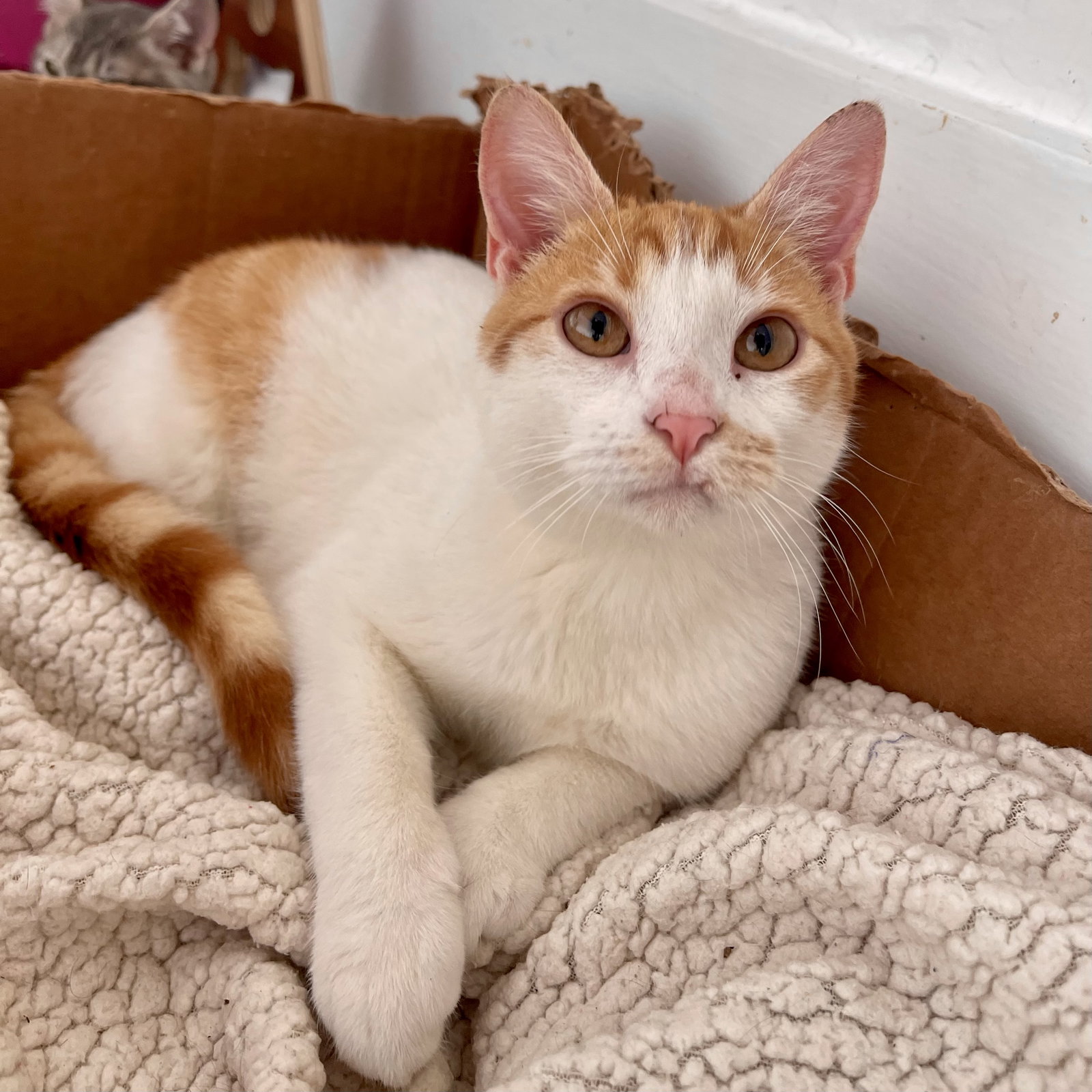 Cats for Adoption in Laplace, Louisiana Alpha Paw