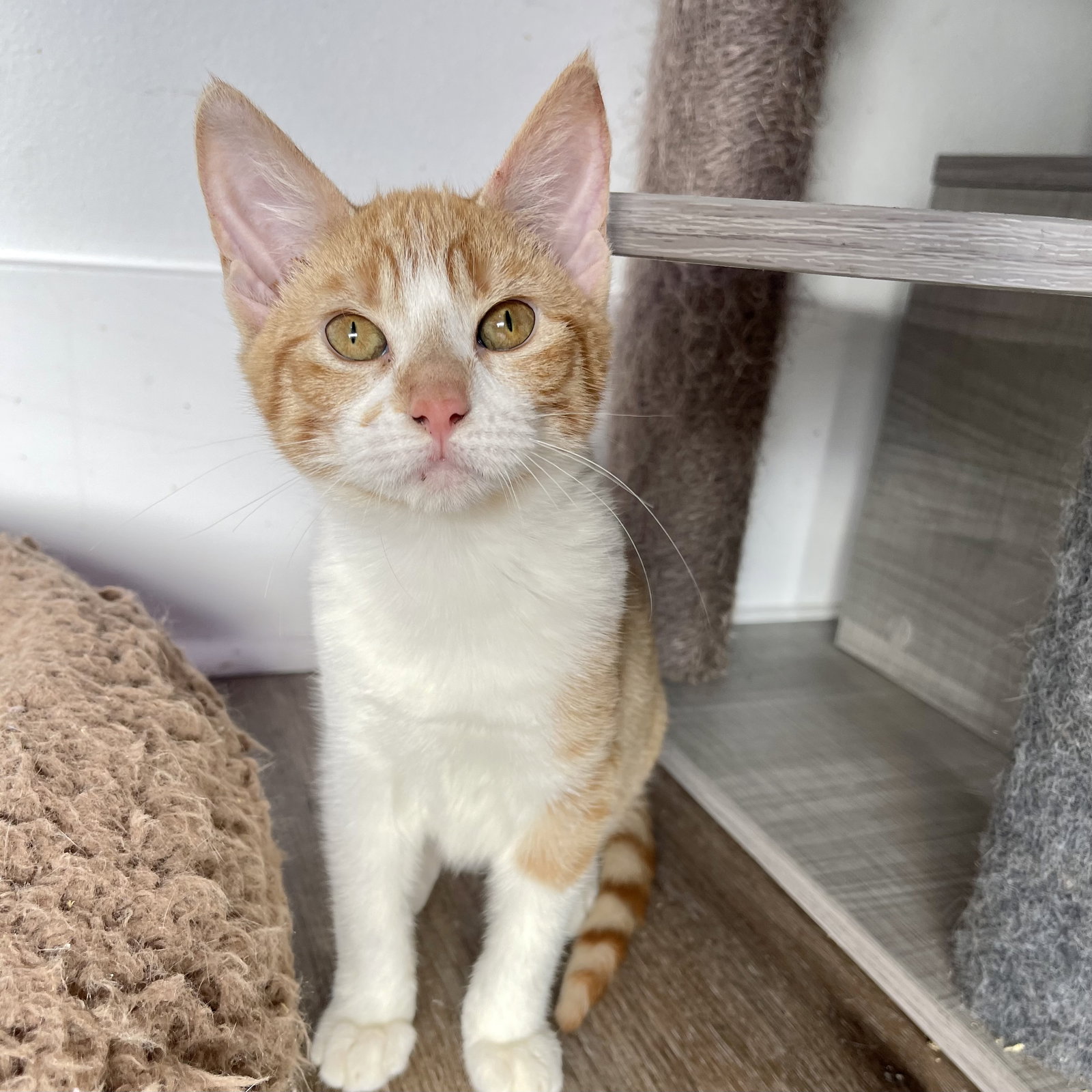 Cats for Adoption in Baton Rouge, Louisiana Alpha Paw