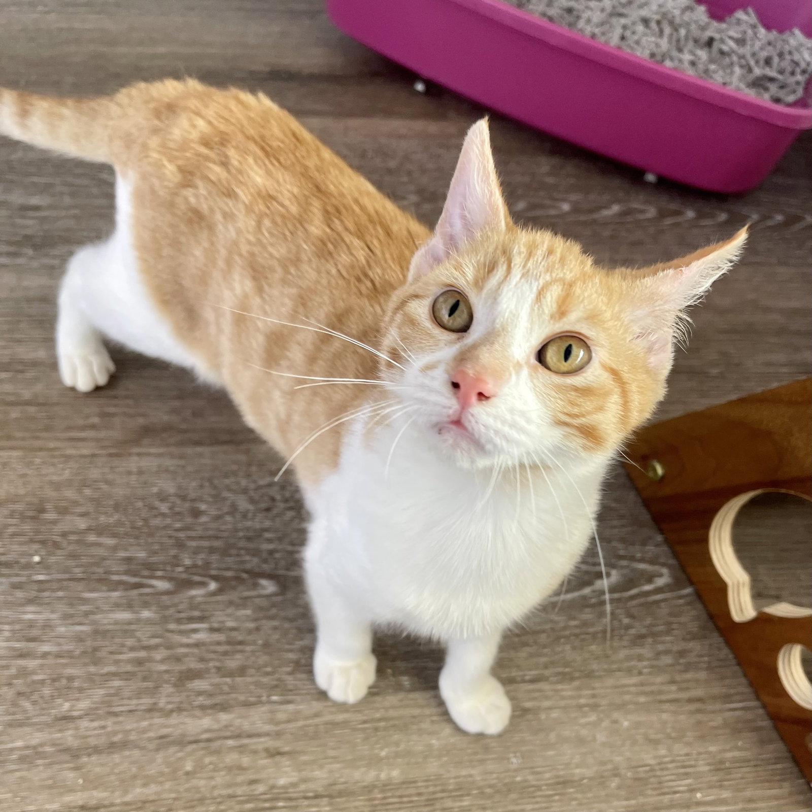 Cats for Adoption in Baton Rouge, Louisiana Alpha Paw